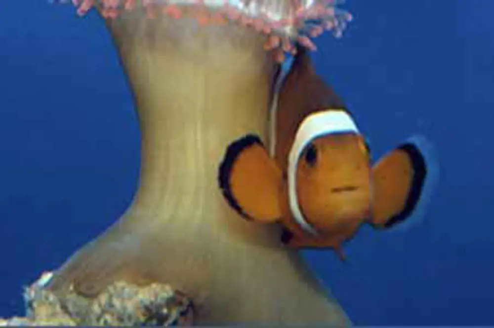 tipps aquarium ligurien