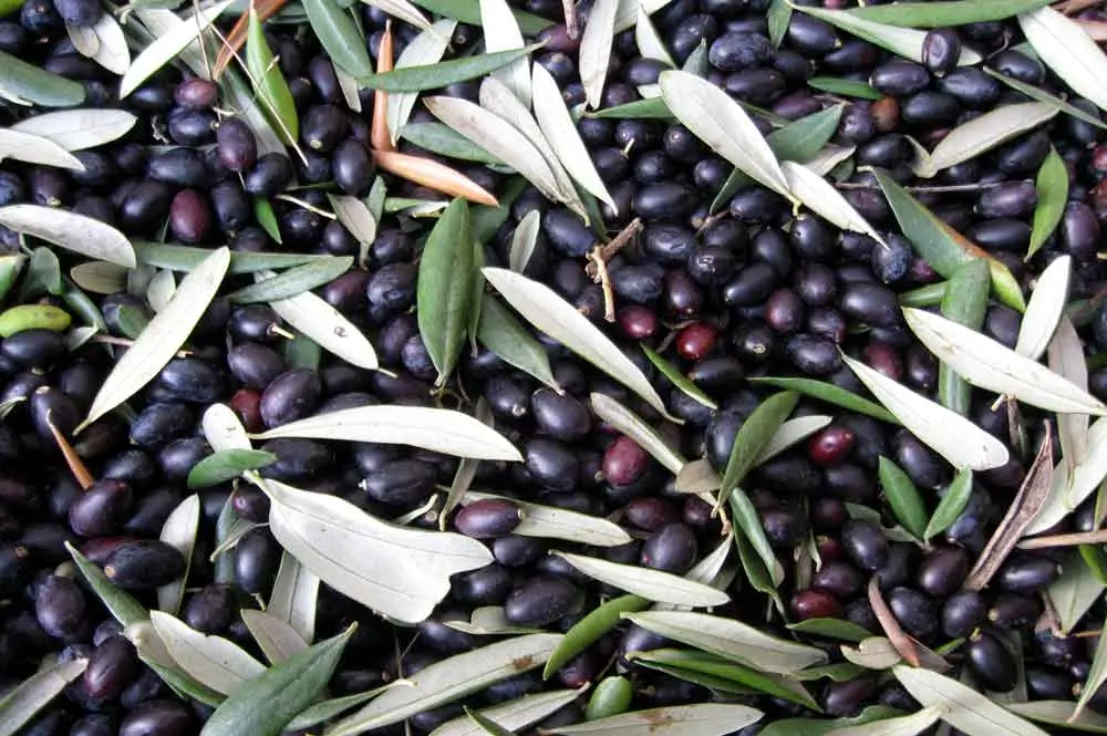 tipps olivenmuseum 01