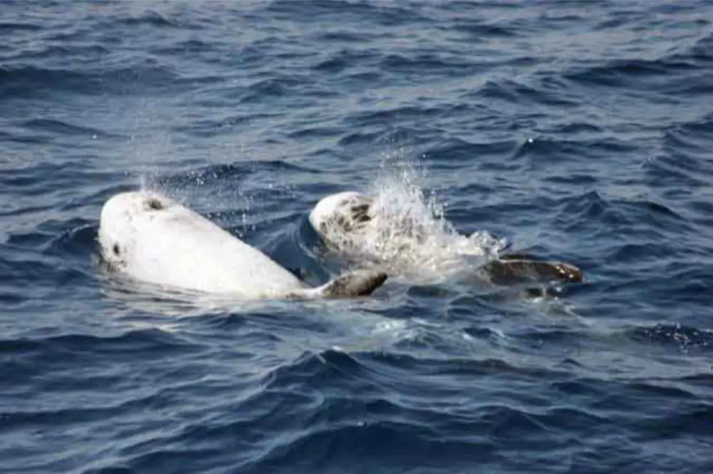 tipps whalewatching ligurien